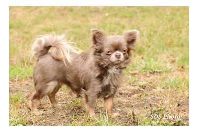 Étalon Chihuahua - A Sugar Baby De la Cité des Conquistadores De la Cité Des Conquistadores