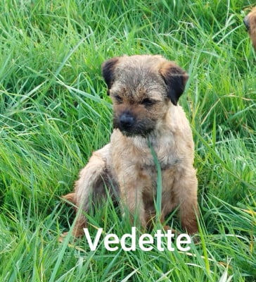 Étalon Border Terrier - Vedette  Des Rives Du Lathan