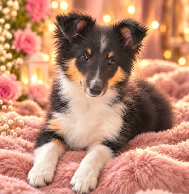Étalon Shetland Sheepdog - bella Des Molosses De Timoulys