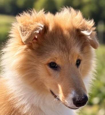 Étalon Shetland Sheepdog - Bambi Des Molosses De Timoulys