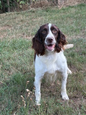 Étalon English Springer Spaniel - viva des Mille Epines