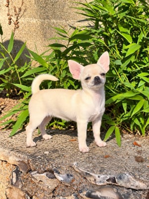 Étalon Chihuahua - Bulma  Des Lutins Sauvages