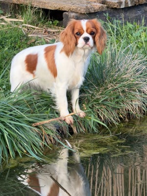 Étalon Cavalier King Charles Spaniel - Aphrodite des Joyaux d'Alésia