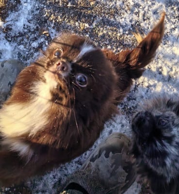Étalon Chihuahua - VALENTIN De La Vallée De Naica