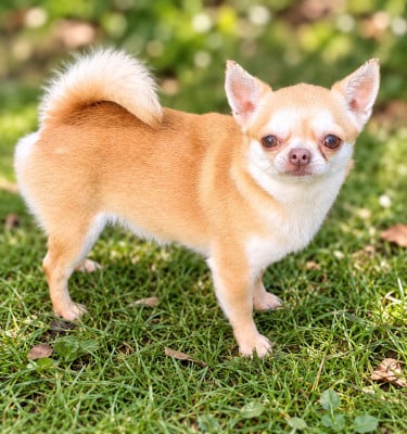 Étalon Chihuahua - Update louxor Des Pattounes Douces
