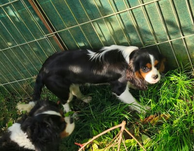 Étalon Cavalier King Charles Spaniel - AIKA Les Rondoudoux De L'Ile Aux Rêves Bleu