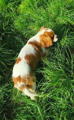 Étalon Cavalier King Charles Spaniel - ALICE des hauts de sianne