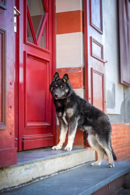 Étalon Siberian Husky - Big Bang Théory Des Etoiles Des Glaciers