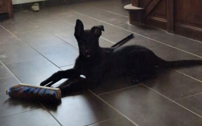 Étalon Berger Allemand - Boss Von Ruben Des Crocs De Heurtevent