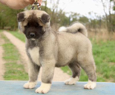 Étalon Akita americain - Rampage Spirit Born to dream