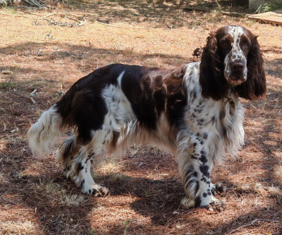 Étalon English Springer Spaniel - Maya Les Tres Llacunes