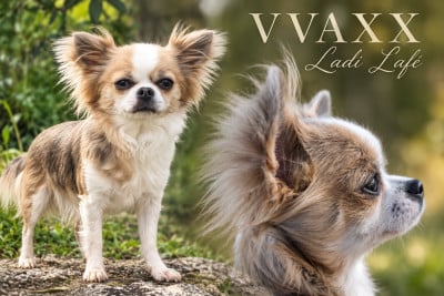 VVAXX Ladi Lafé