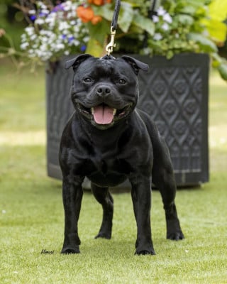 image de Royal ransom at bowtman