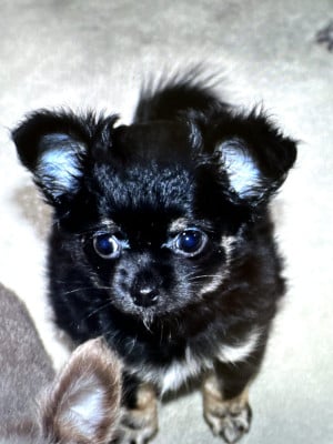 Étalon Chihuahua - betty lou De La Vallée Des Cèdres Bleus