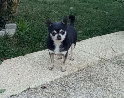 Étalon Chihuahua - lazlo Du Domaine De Lomont