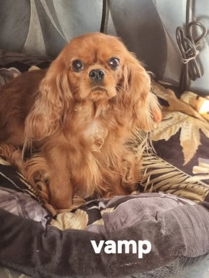 Étalon Cavalier King Charles Spaniel - vamp  Des Marais De Bremes