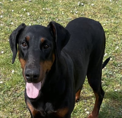 Étalon Dobermann - Swat des Seigneurs de la Vallée de l'Isle