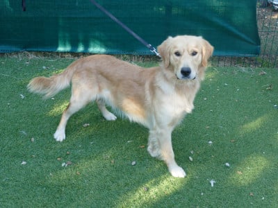 Étalon Golden Retriever - ASLAN Du Temps Des Amazones