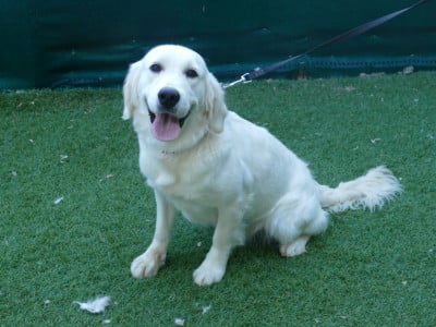 Étalon Golden Retriever - AMETHYSTE Du Temps Des Amazones