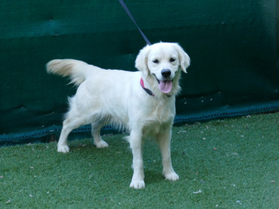 Étalon Golden Retriever - ANKARA Du Temps Des Amazones