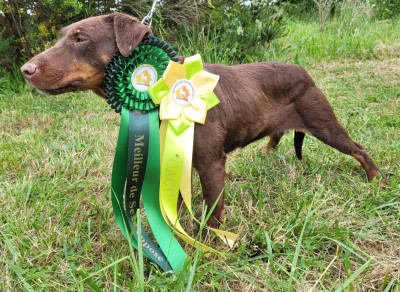 Étalon Terrier de chasse allemand - Sky du vielcapet