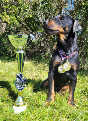 Étalon Terrier de chasse allemand - CH. ULK Des Combes Du Ventoux
