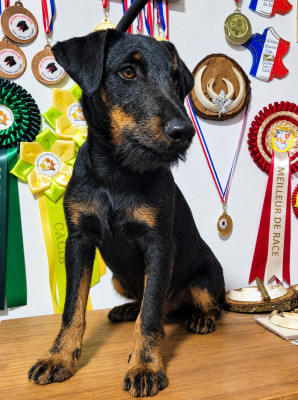 Étalon Terrier de chasse allemand - Fitz sirmium