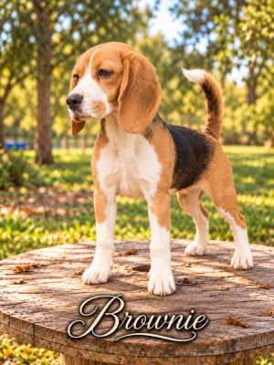 Brownie Corsicahusky