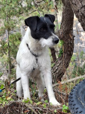 Étalon Parson Russell Terrier - Bold And Kind Ultra Black