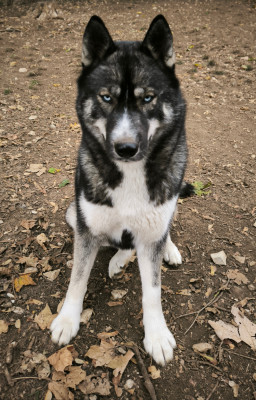 Étalon Siberian Husky - Australe  Blue Escape