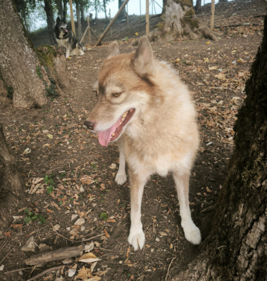 Étalon Siberian Husky - Abora  Blue Escape