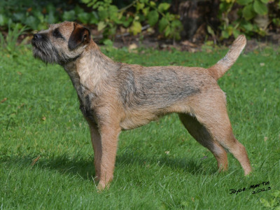 Étalon Border Terrier - Keywater VIVA LA VIDA (DIT VENDETTA)