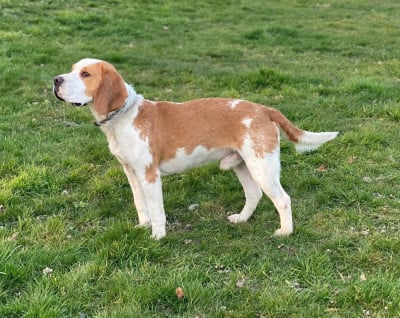 Étalon Beagle - CH. SYMBA Tad koz