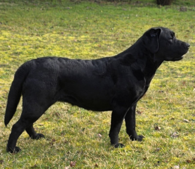Étalon Labrador Retriever - Ulla  Du Caprice D'Hello