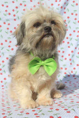 Étalon Lhassa Apso - Sublime of caniland's dream