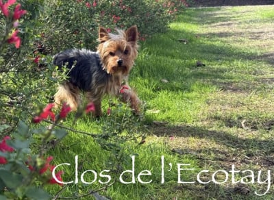 Étalon Yorkshire Terrier - Théâtrale Du Clos De L'Ecotay