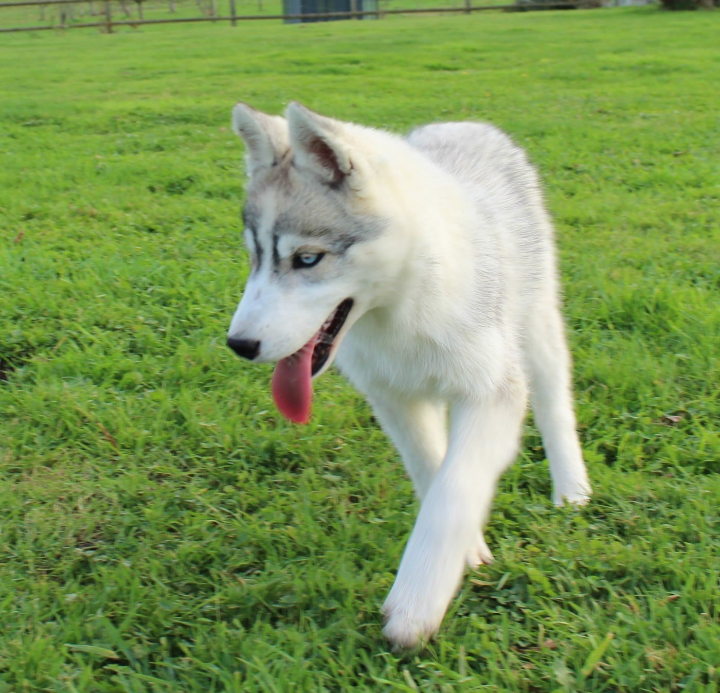 Femelle grise 1 yeux vairons