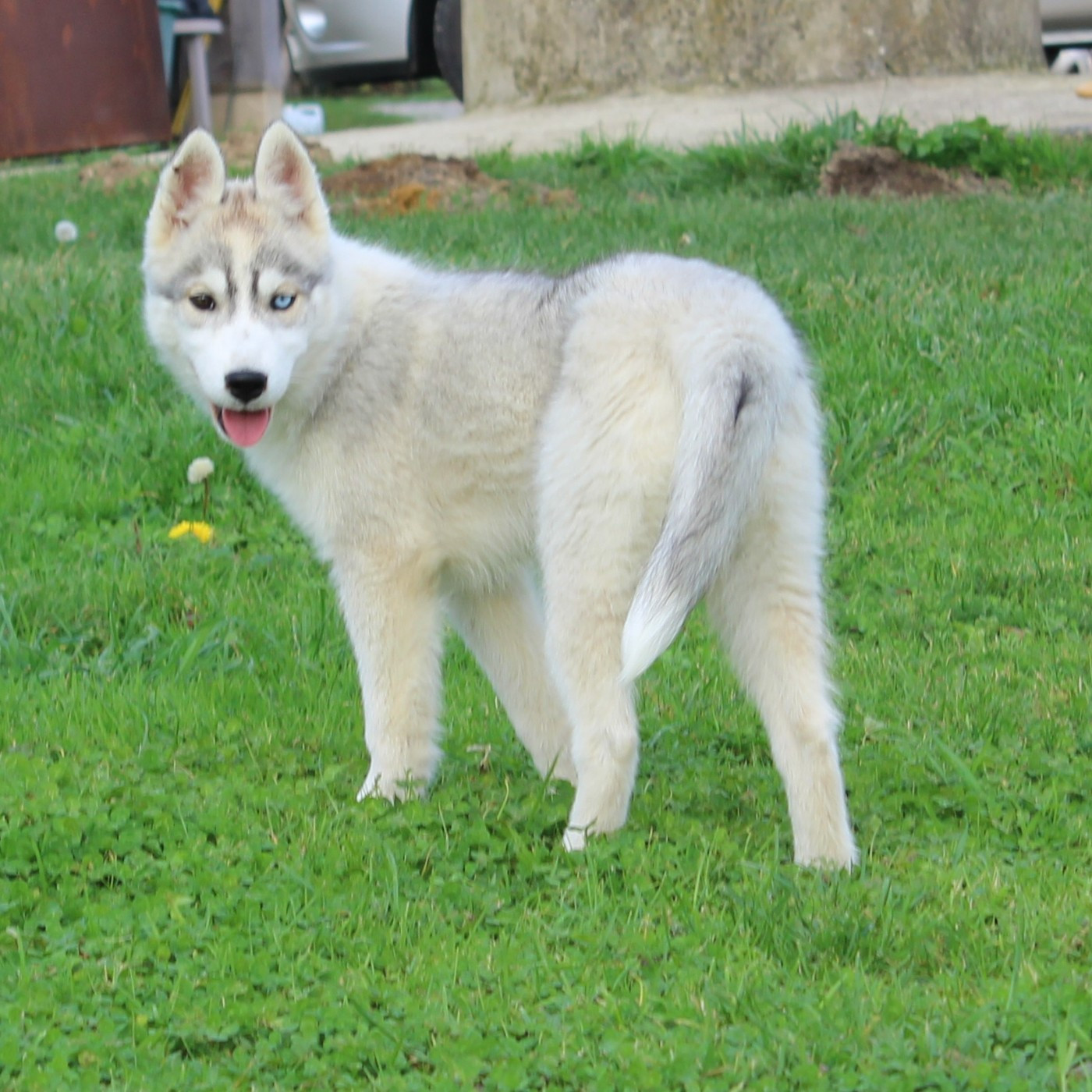 Femelle grise 1 yeux vairons