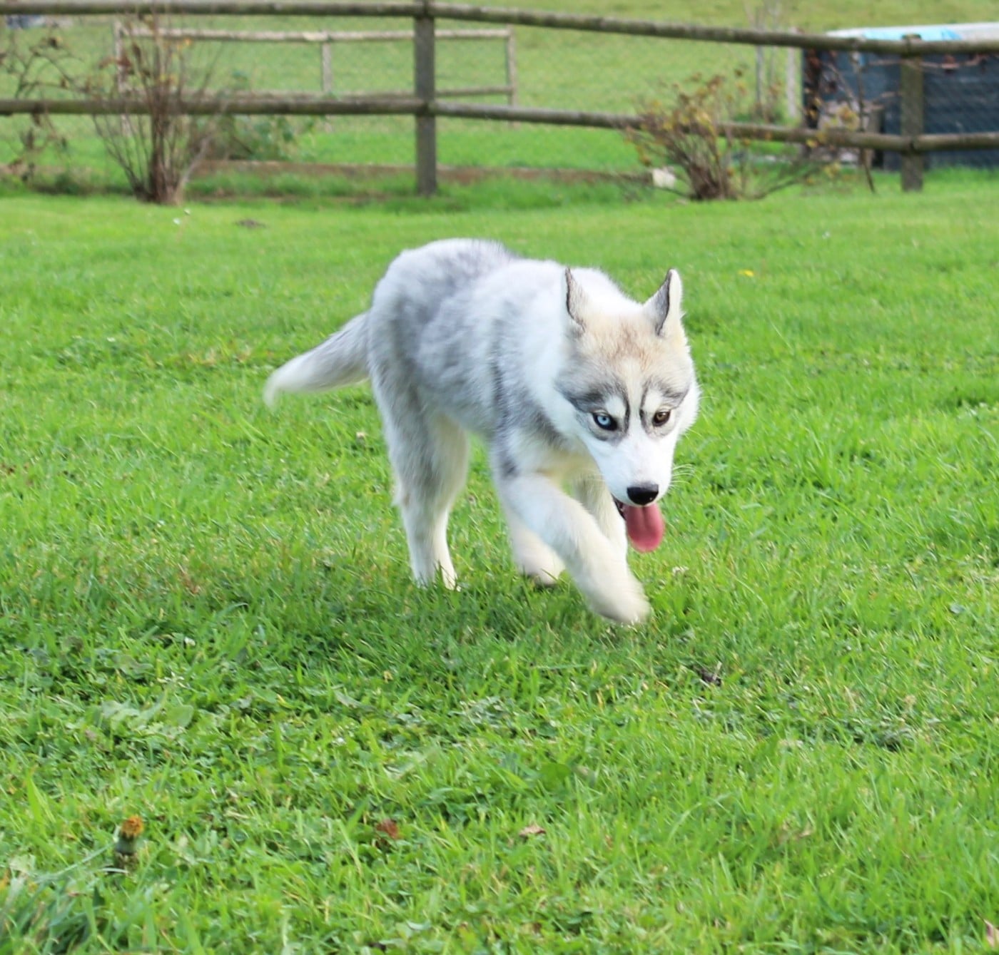 Femelle grise 2 yeux vairons