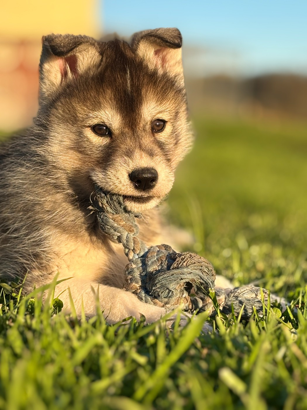 Siberian Husky - Of watson lake
