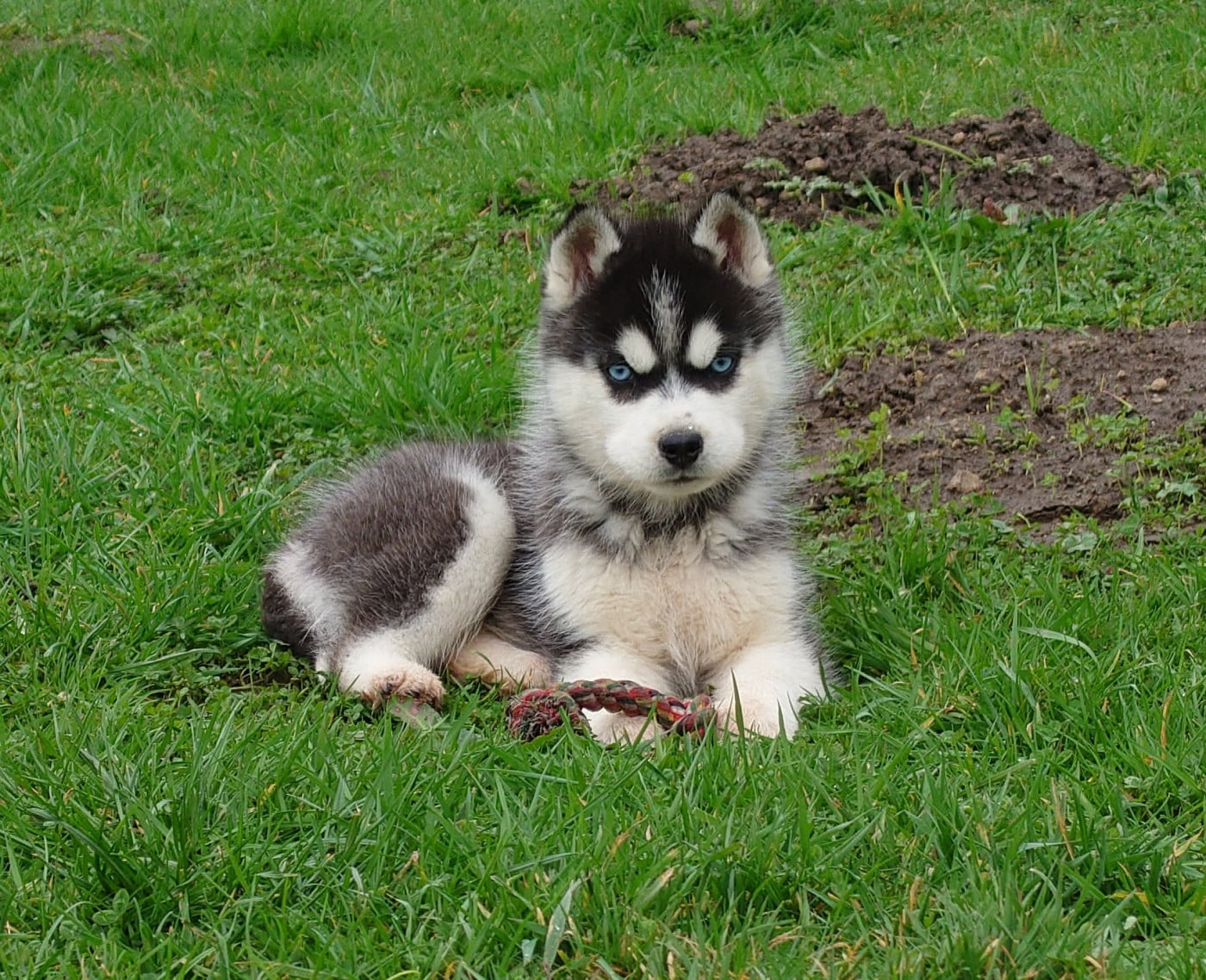 Mâle noir et blanc yeux bleus