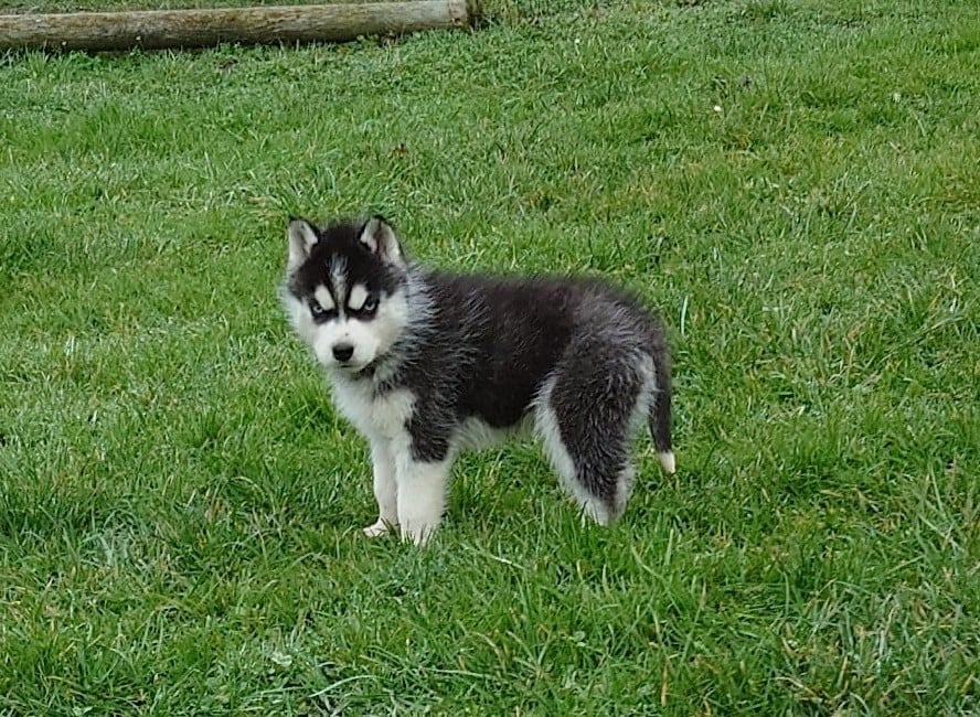 Mâle noir et blanc yeux bleus