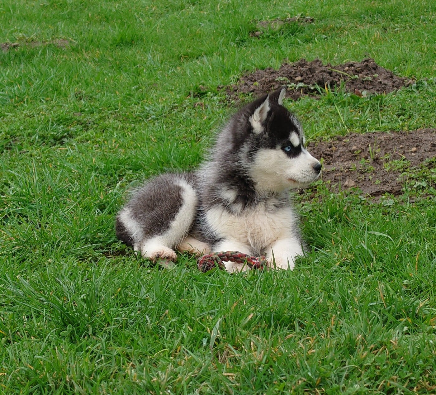 Mâle noir et blanc yeux bleus