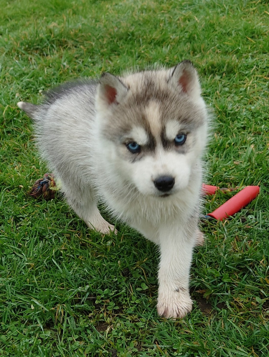 Mâle gris yeux bleus