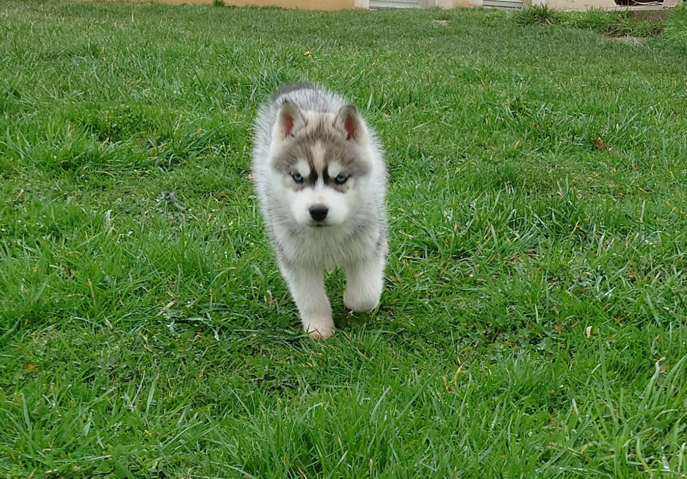 Mâle gris yeux bleus