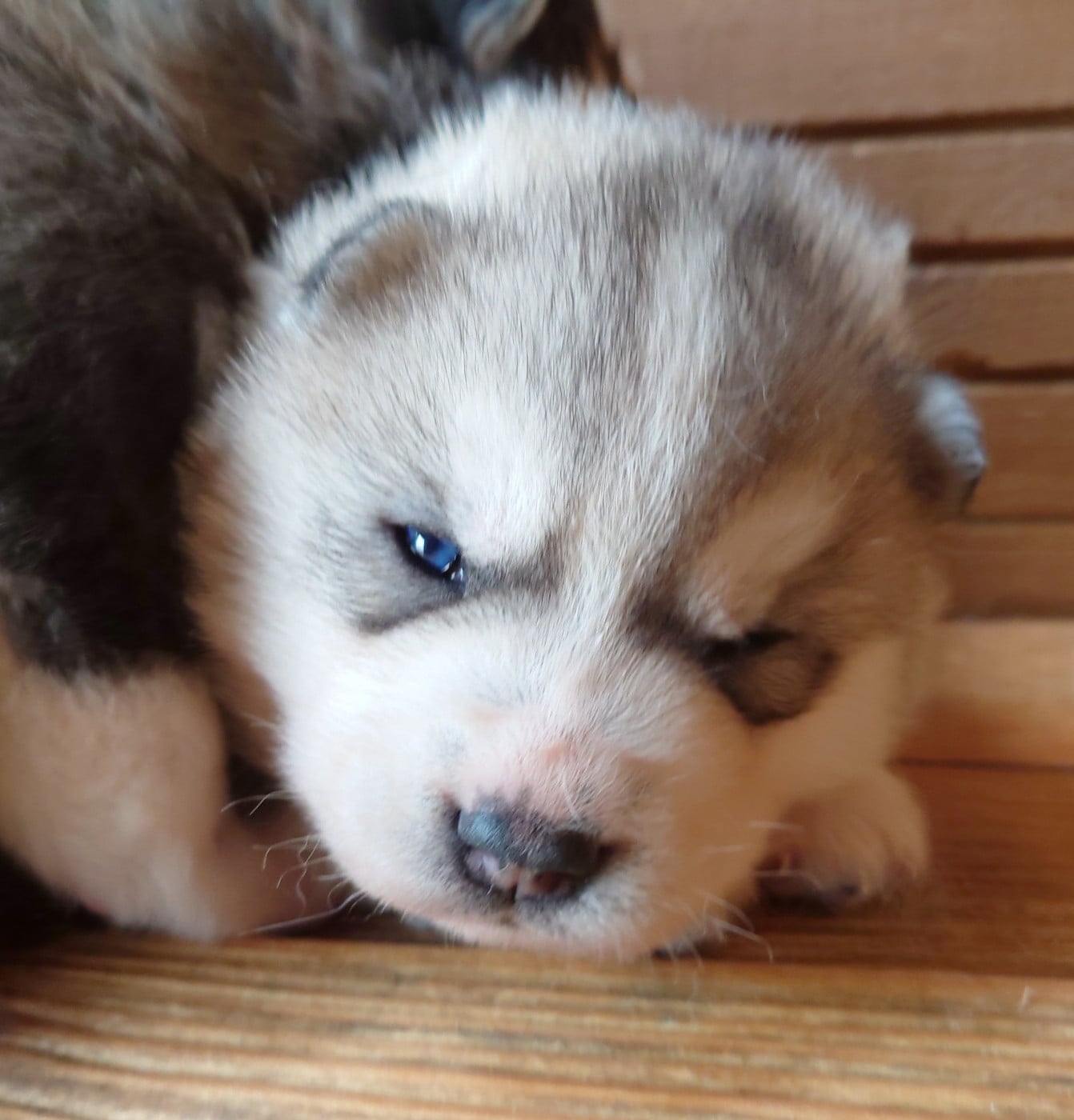 Chiot N°1 - Siberian Husky