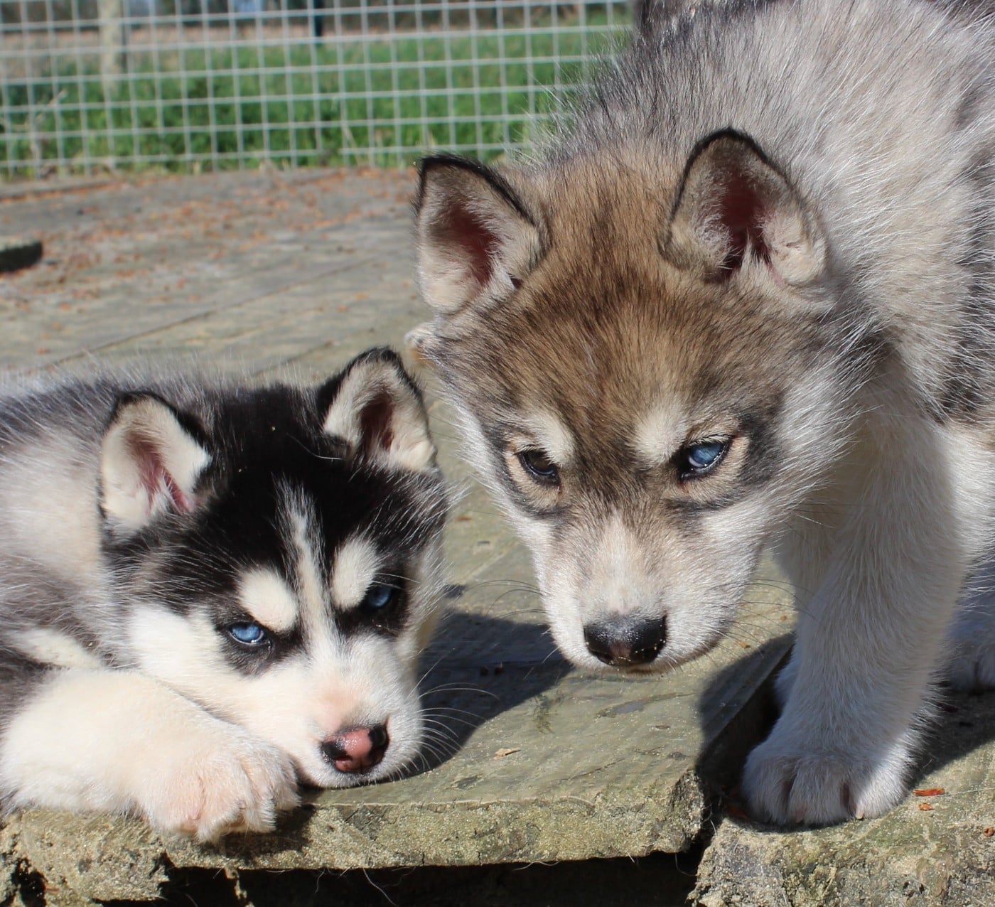 Siberian Husky - Of watson lake