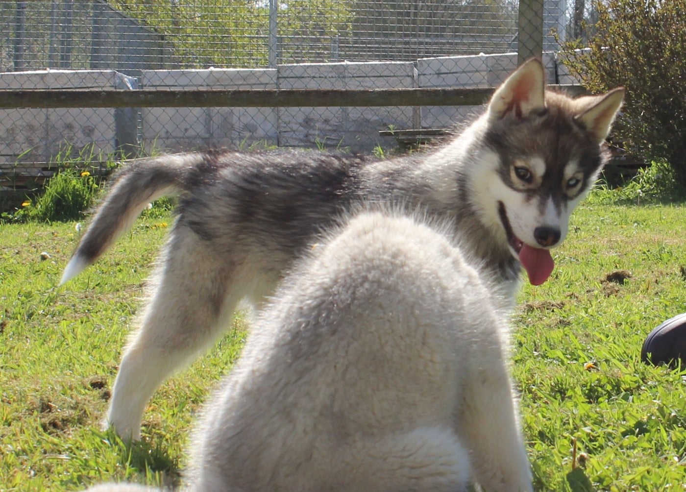 Siberian Husky - Of watson lake