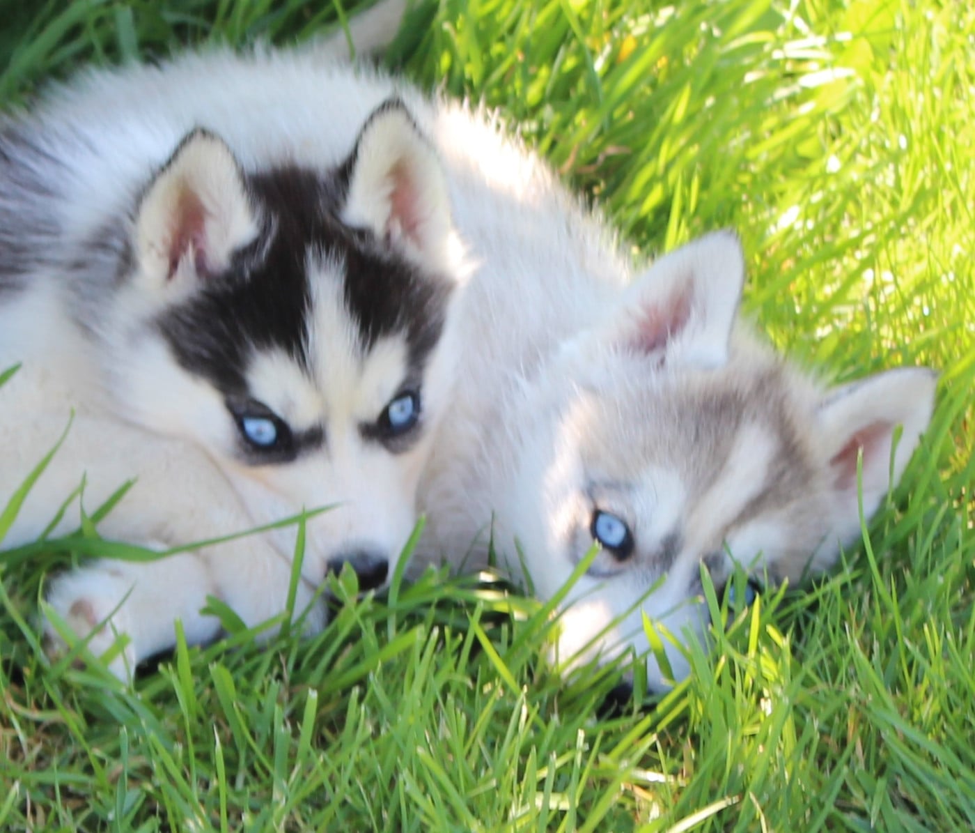 Siberian Husky - Of watson lake