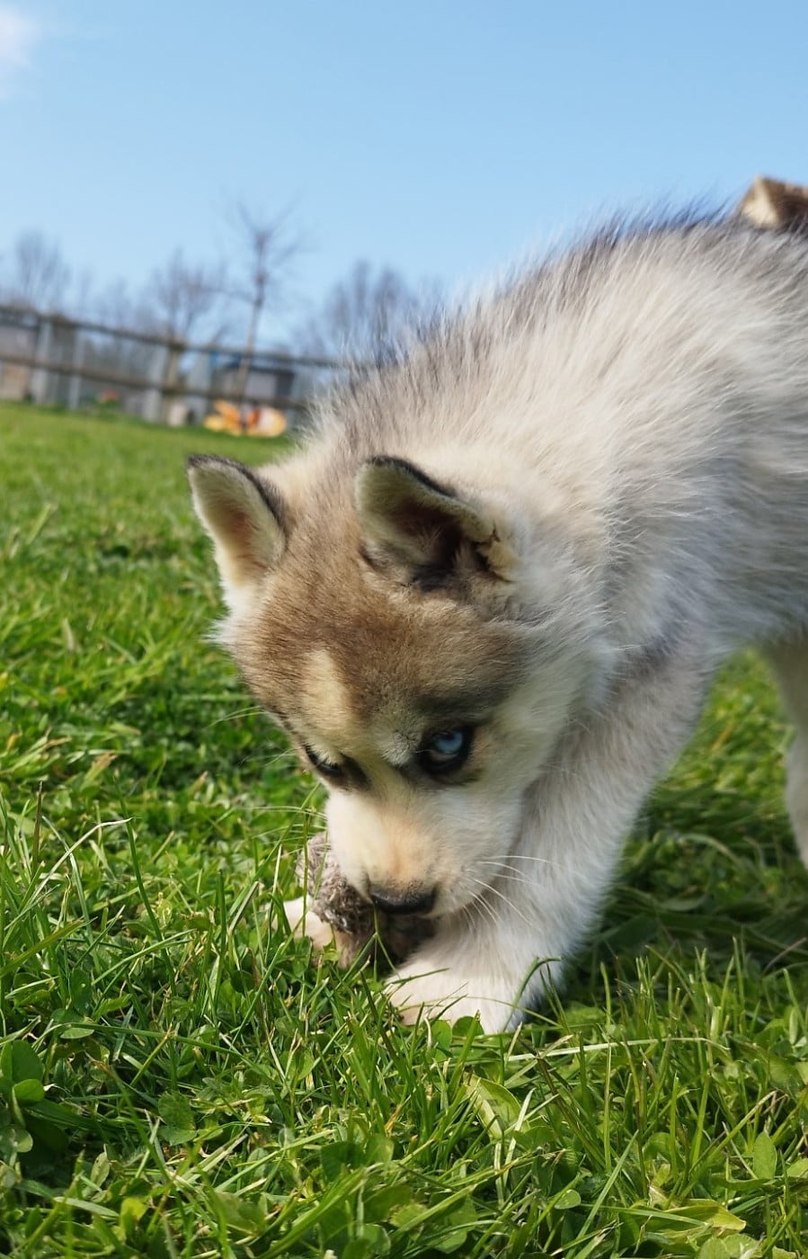 Siberian Husky - Of watson lake